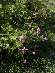 Lantana fucata