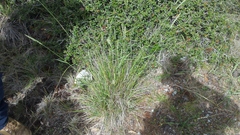 Calamagrostis ophitidis