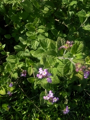 Lantana fucata