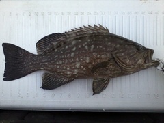 Mycteroperca acutirostris