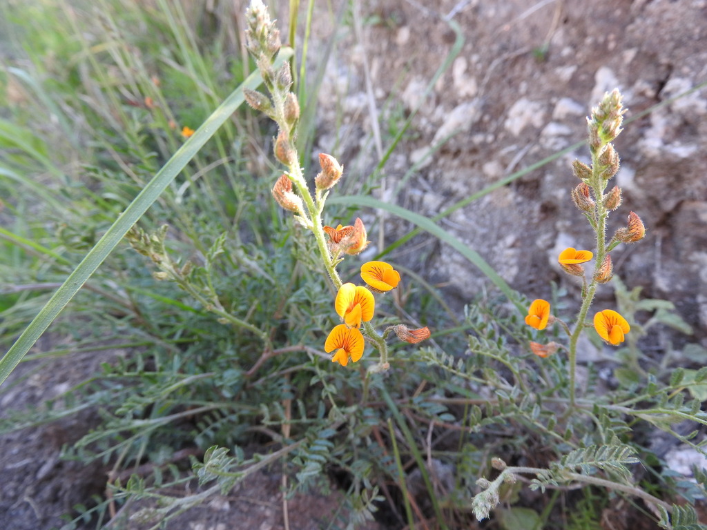 Adesmia cordobensis