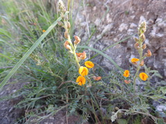 Adesmia cordobensis