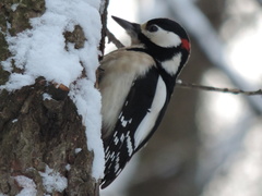 Dendrocopos major major