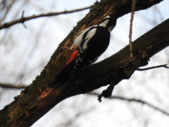 Dendrocopos major major