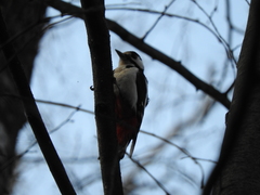 Dendrocopos major major