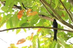 Dicrurus andamanensis