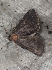 Hypena sordidula