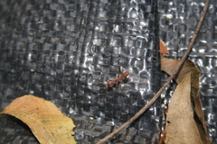 Oecophylla smaragdina