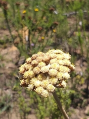 Helichrysum pedunculatum