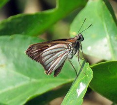 Paracarystus hypargyra