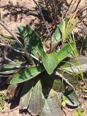 Helichrysum pedunculatum