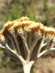 Helichrysum pedunculatum