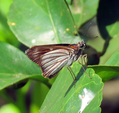 Paracarystus hypargyra