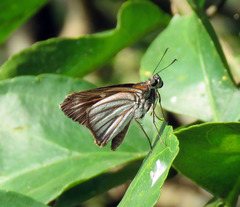 Paracarystus hypargyra