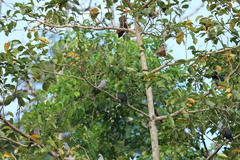 Ducula aenea andamanica