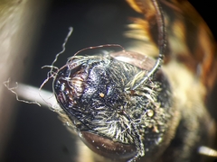 Halictus quadricinctus
