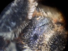 Halictus quadricinctus