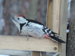 Dendrocoptes medius medius