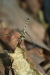 Diplacodes trivialis