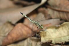 Diplacodes trivialis