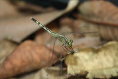 Diplacodes trivialis