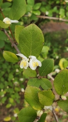 Lonicera fragrantissima