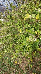 Lonicera fragrantissima