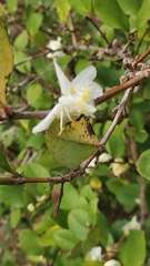 Lonicera fragrantissima