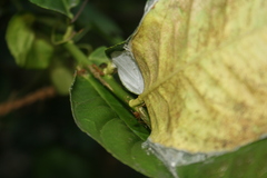 Oecophylla smaragdina