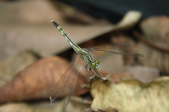 Diplacodes trivialis