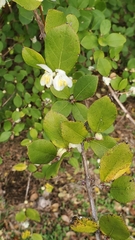 Lonicera fragrantissima