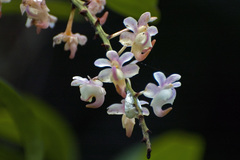 Aerides odorata