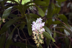 Aerides odorata
