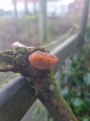 Auricularia