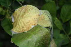 Oecophylla smaragdina