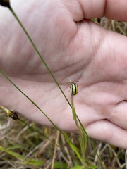 Kuschelina floridana