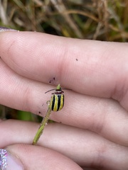 Kuschelina floridana