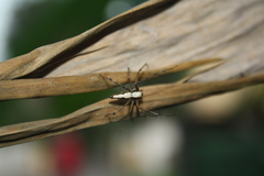 Oxyopes shweta