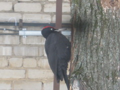 Dryocopus martius martius