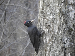 Dryocopus martius martius