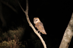 Tyto alba poensis