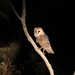 African Barn Owl - Photo (c) tvp, some rights reserved (CC BY-NC-ND), uploaded by tvp