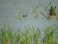 Gallinula chloropus