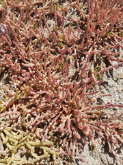 Salicornia natalensis