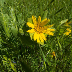 Wyethia glabra