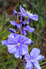 Aristea rigidifolia
