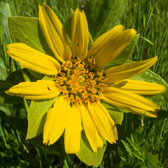Wyethia glabra