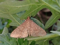 Herpetogramma licarsisalis