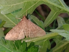 Herpetogramma licarsisalis