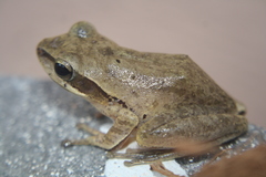 Polypedates maculatus